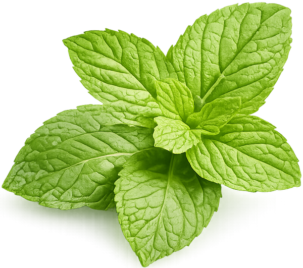 🌱 نعناع الحلو