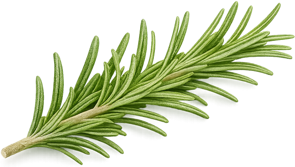 🌿 اكليل الجبل