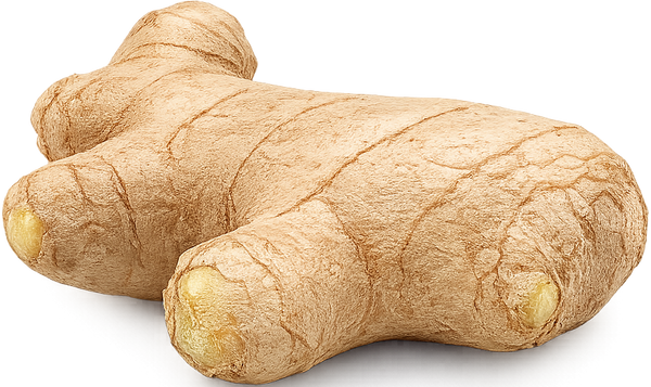 🫚 الزنجبيل